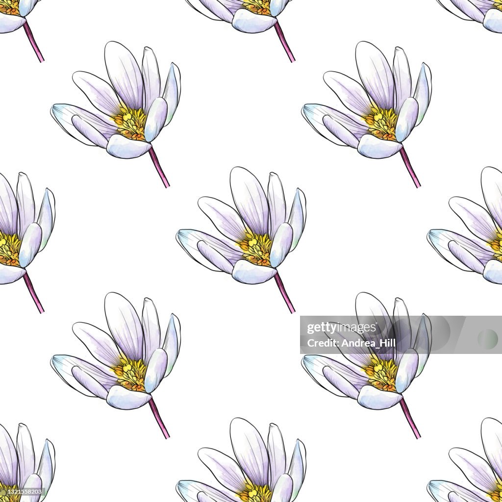 Sanguinaria canadensis or Bloodroot Flower Watercolor and Ink Seamless Pattern, Vector Illustration