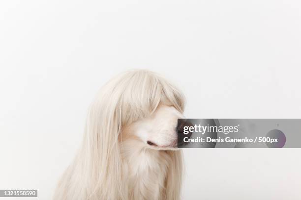 close-up of afghan hound against white background,russia - grace tame stock pictures, royalty-free photos & images
