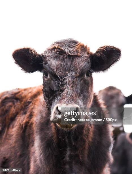 portrait of black cow against white background,alabama,united states,usa - angus cattle stock-fotos und bilder