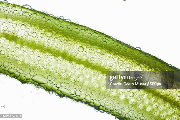 close-up of air bubbles covering green fiber of cucumber floatin - cucumber imagens e fotografias de stock