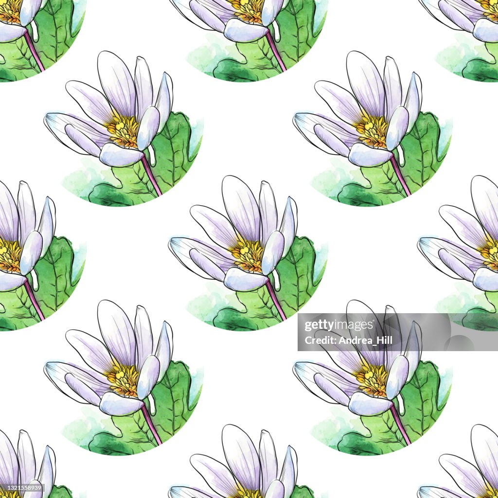 Bloodroot Flower (Sanguinaria Canadensis) Watercolor and Ink Seamless Pattern, Vector Illustration