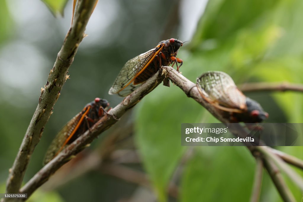 Brood X Cicadas Emerge After 17 Years Underground