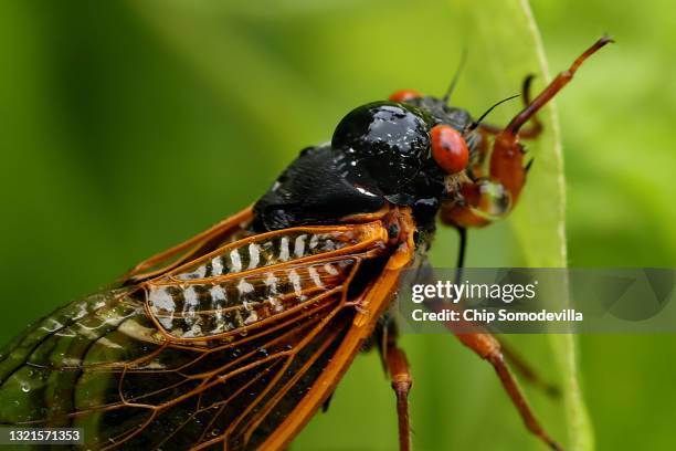 Drop of water lands on the back of a periodical cicada, a member of Brood X, on June 03, 2021 in Columbia, Maryland. Billions of Magicicada...