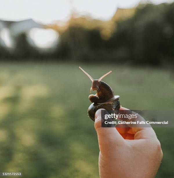 a child gently holds a snail by its shell - snail stock pictures, royalty-free photos & images