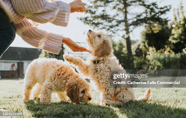 two sandy coloured cockapoo puppies being trained in a sunny garden - züchter stock-fotos und bilder