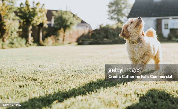 a happy sandy coloured cockapoo puppy walks across a sunny garden - little feet stock pictures, royalty-free photos & images