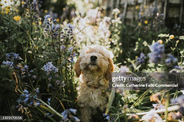 1,623 Cockapoo Dog Stock Photos, High-Res Pictures, and Images - Getty ...