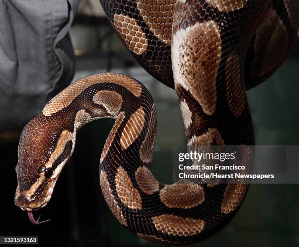 California Python A ball python at the California Academy of Sciences in San Francisco ...