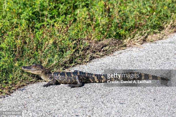 baby american alligator - an american tail stock pictures, royalty-free photos & images