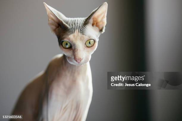 sphinx cat looking at the camera. with a wall in the background. cats, sphinxes cats and hairless cats concept. copyspace - esfinge personagem fictícia imagens e fotografias de stock