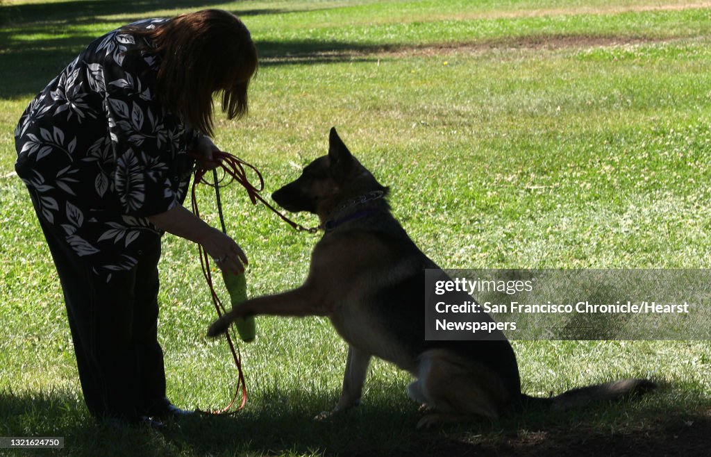 President Joan Cannelli of Golden State German Shepherd Rescue shakes paw of four year old german shepherd Drake at Cowell Community Park in Concord, Calif., on Monday, June 17, 2013. Joan had trigeminal neuralgia, a form of facial nerve pain, for about