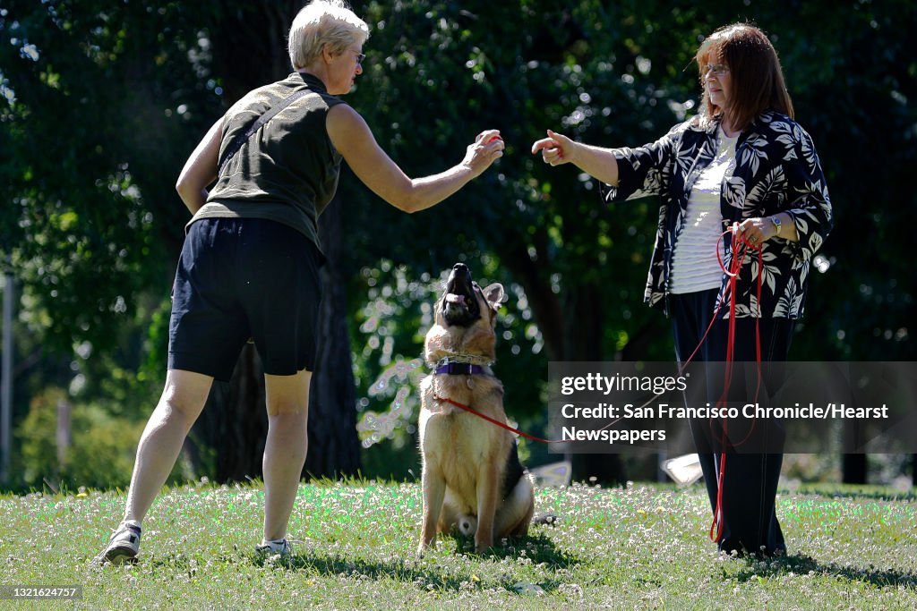 Golden State German Shepherd Rescue foster home volunteer Debbie Bellamy-Reyes (left) hands president Joan Cannelli (right) a favorite toy for Drake (middle) at Cowell Community Park in Concord, Calif., on Monday, June 17, 2013. Joan had trigeminal neur