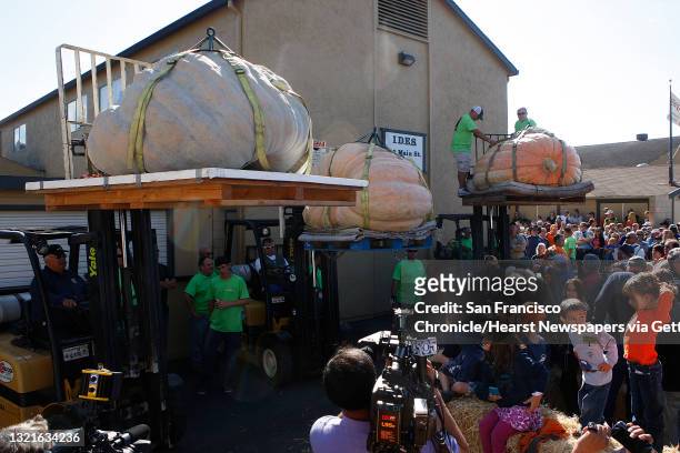 The three biggest pumpkins in Half Moon Bay, Calif., during the 39th Annual Safeway World Championship Pumpkin Weigh-Off on Monday, October 8, 2012.