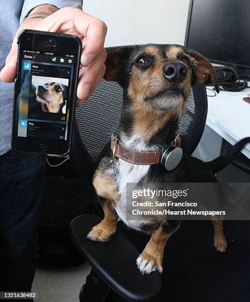 Whistle CEO Ben Jacobs shows his accelerometer on his dog Duke at the Whistle office in San Francisco, Calif., on Tuesday, July 30, 2013. Whistle...