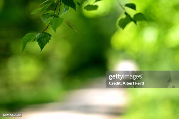 sonniger waldweg - birch stock pictures, royalty-free photos & images