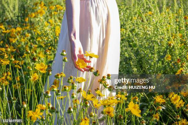 hand of woman touching blossoming flowers in a flower field - hand in hand spazieren stock-fotos und bilder