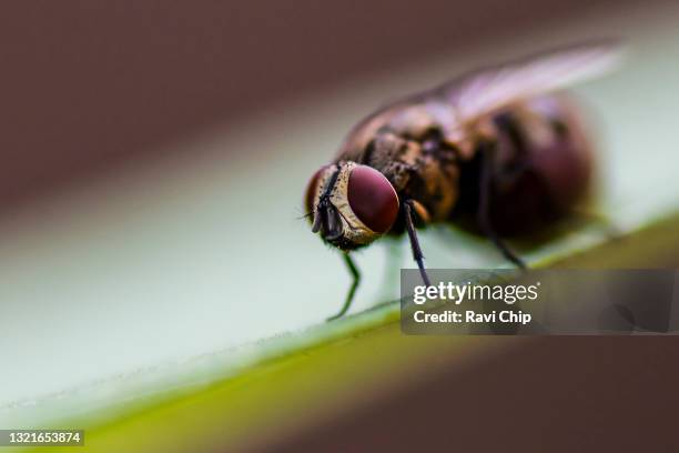 macro shot of a housefly - housefly stock pictures, royalty-free photos & images
