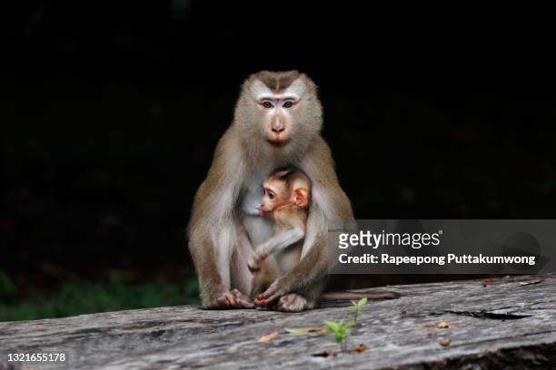 a female northern pig-tailed macaque and baby sitting in the forest. - macaque foto e immagini stock