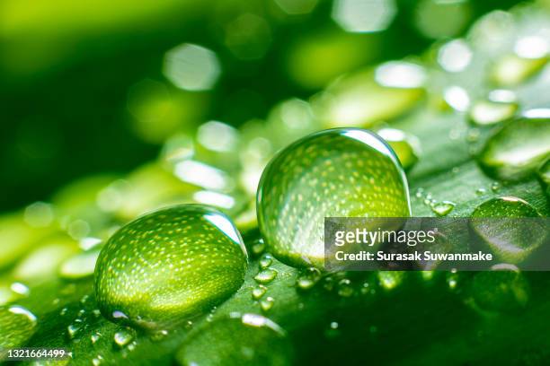 large water droplets in beautiful backlighting shine on green leaves in the sunlight. macro photography is a beautiful round bokeh. artistic image of the purity of nature. - dew foto e immagini stock
