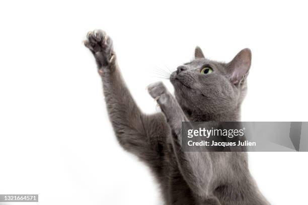 cute cat playing - tierischer fuß stock-fotos und bilder