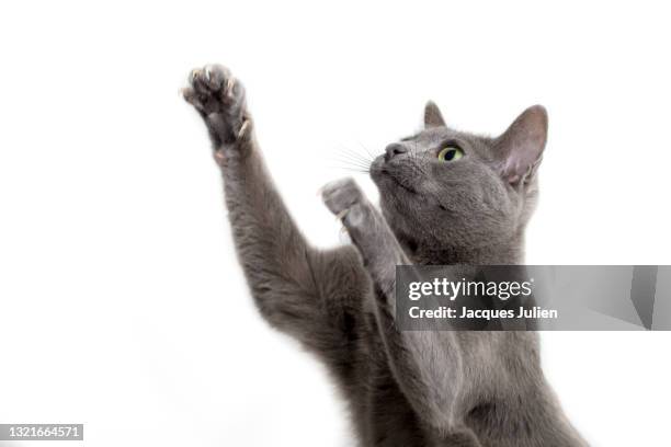 cute cat playing - chartreux cat stockfoto's en -beelden