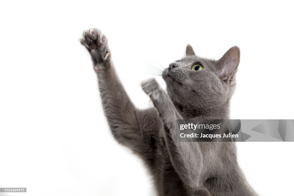 Cute cat playing
