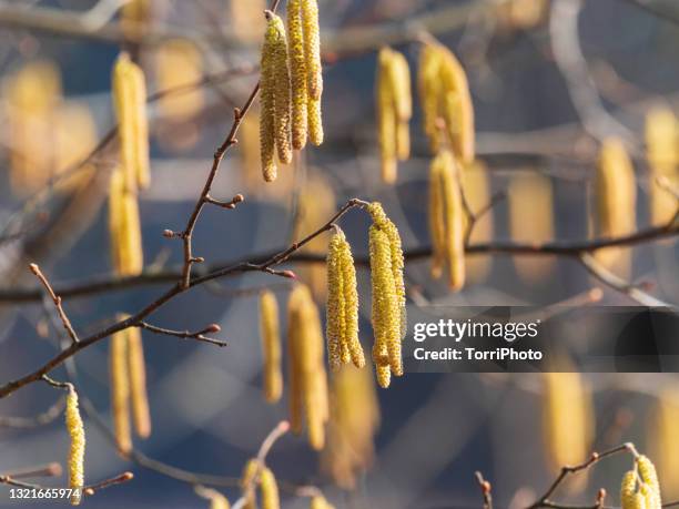 natural background of hazelnut tree blossom - berk stockfoto's en -beelden