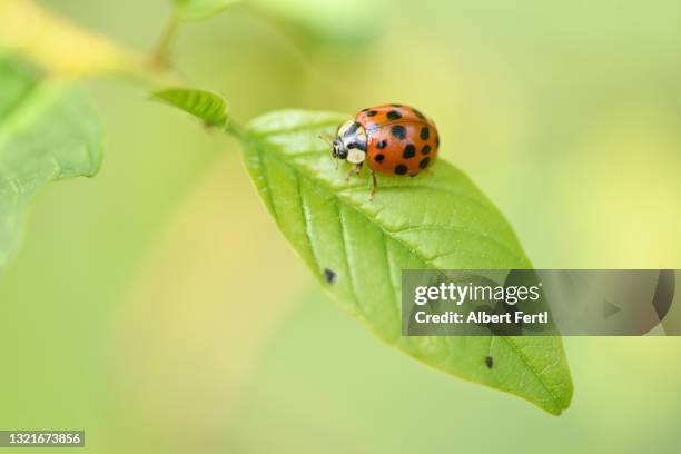 marienkäfer - marienkäfer stock pictures, royalty-free photos & images