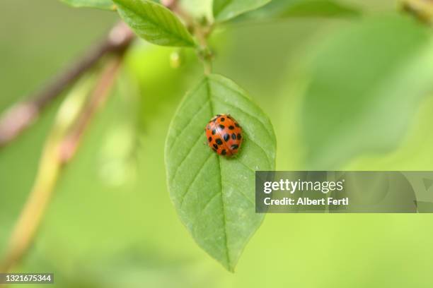 marienkäfer - marienkäfer stock pictures, royalty-free photos & images