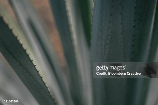 blue weber agave growing in a field - blue agave plant stock pictures, royalty-free photos & images