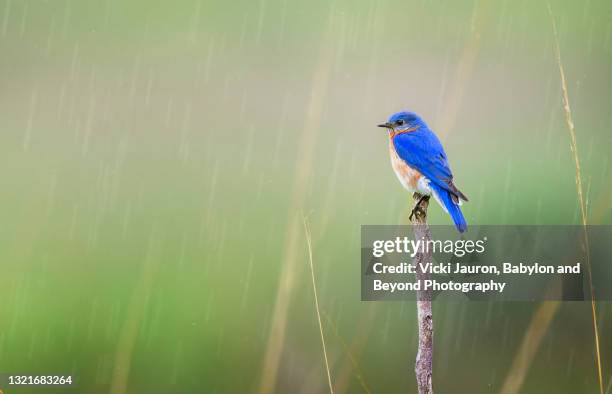 red winged blackbird in early morning at middle creek, pennsylvania - eastern bluebird stock-fotos und bilder