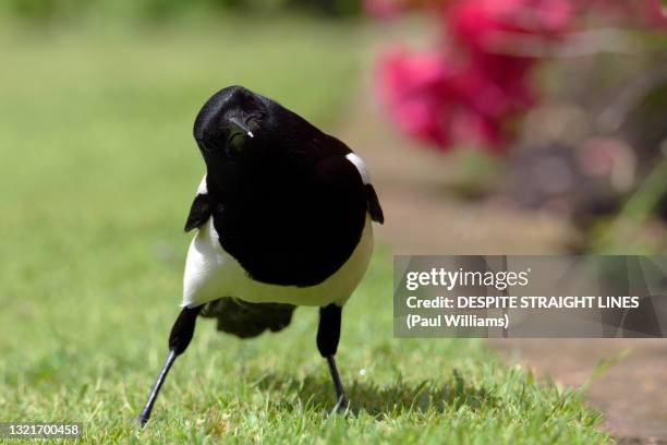 pica pica peeking - magpie stock pictures, royalty-free photos & images