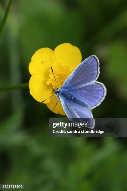 a beautiful common blue butterfly, polyommatus icarus, nectaring from a buttercup wildflower. - ranunculus stock pictures, royalty-free photos & images