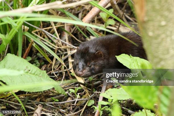 a wild american mink, neovison vison, hunting along the bank of a lake in the uk. - mustela vison stock pictures, royalty-free photos & images