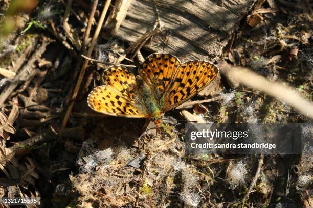 a rare pearl-bordered fritillary butterfly (boloria euphrosyne) probing the ground with its proboscis. - fritillary butterfly stock pictures, royalty-free photos & images