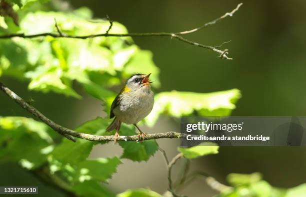 a singing firecrest, regulus ignicapillus, perching on a branch of a tree. - richiamo foto e immagini stock