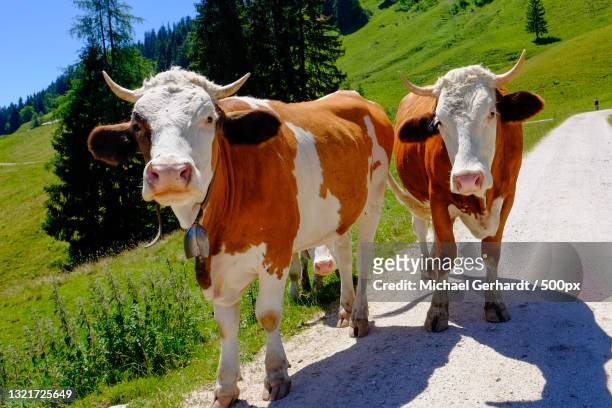 portrait of cows standing on field - michael gerhardt stock pictures, royalty-free photos & images