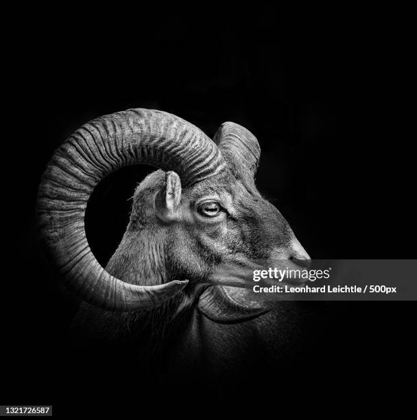 close-up of goat against black background - schafbock stock-fotos und bilder