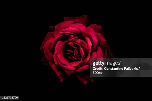 1,059 Red Roses Black Background Photos and Premium High Res Pictures -  Getty Images