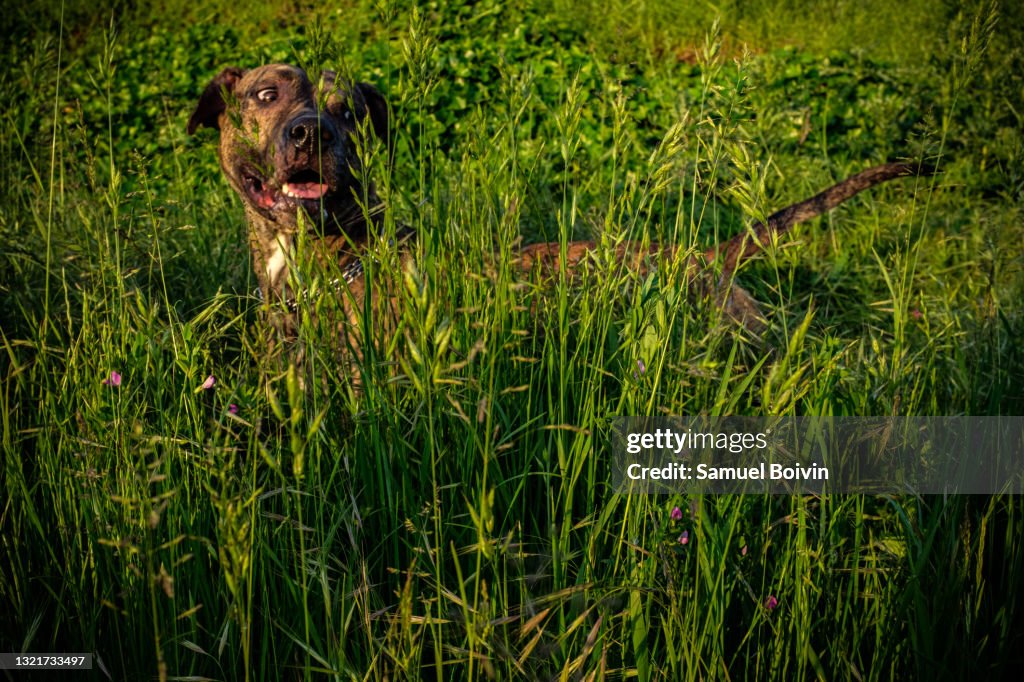 Portrait of a pit bull and beauceron cross dog looking away in the tall grass of a meadow