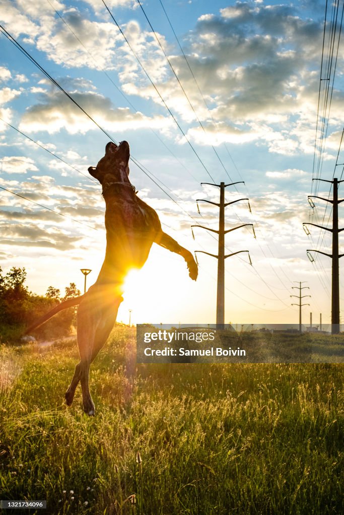Portrait of a pitbull and beauceron cross dog jumping in the air from a meadow with a sunset in the background