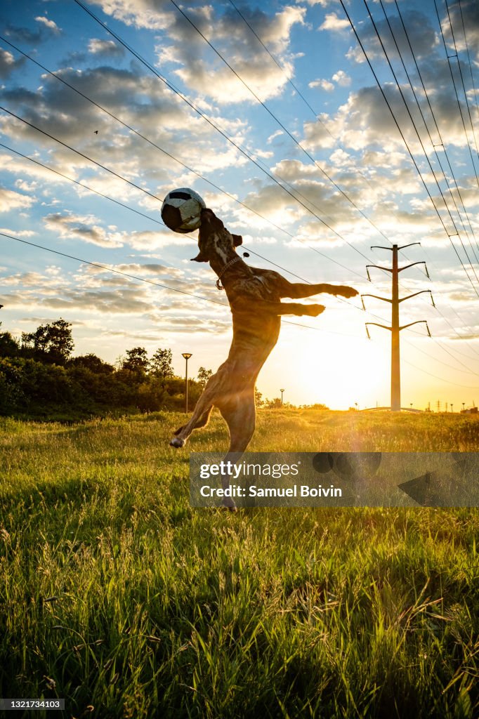 Portrait of a pitbull and beauceron cross dog jumping in the air to catch a ball from a meadow with a