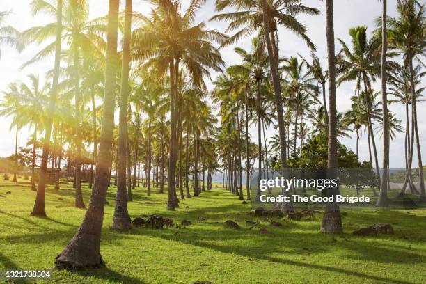 tall coconut palm trees at beach on sunny day - océan-pacifique photos et images de collection
