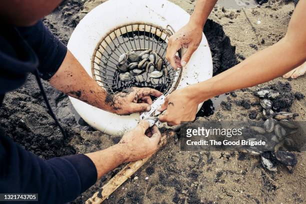 couple measuring clams at beach - clam animal stock pictures, royalty-free photos & images
