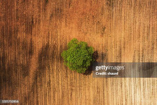 paisagem agrícola - árvore isolada - fotografias e filmes do acervo