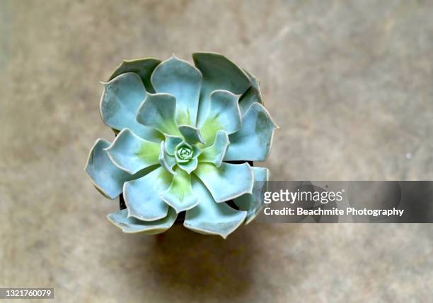 directly above view of echeveria lilacina or commonly knowns as ghost echeveria succulent on light brown background - echeveria stock pictures, royalty-free photos & images