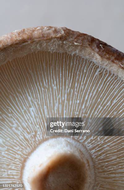 close-up of bottom part of a shiitake mushroom - shiitake mushroom stock pictures, royalty-free photos & images