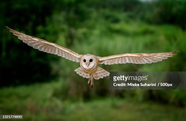 close-up of owl flying over field - barn owl stock pictures, royalty-free photos & images