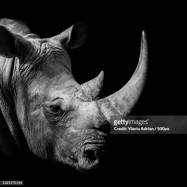 close-up of white rhinoceros against black background,bermuda - rhinoceros white background stockfoto's en -beelden