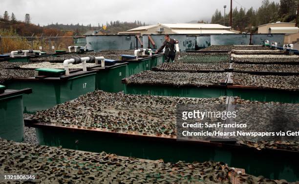 Fish Culturist, William Hopkins, tends to tanks full of endangered winter run Chinook Salmon, being raised at the Livingston Stone Federal Fish...